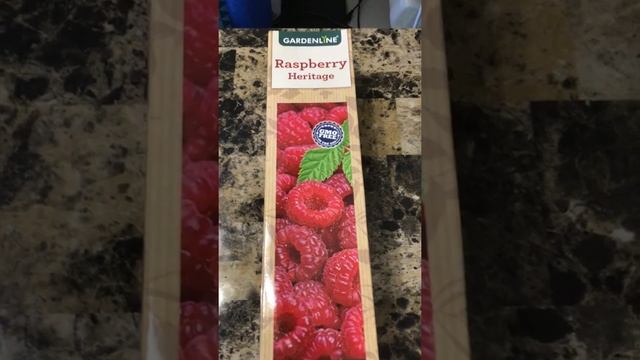 Ms. Heritage/ ( Rubus Idaeus) Raspberry Plant!!! смотреть онлайн