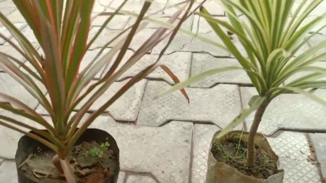 100-150 rs वाले पौधे सिर्फ 40 rs में मिल गए || Affordable Plants Shopping With Price And Name смотреть онлайн
