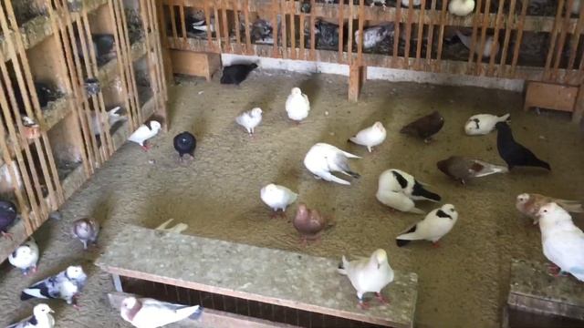 #Pigeons.Для чего ячмень нужно голубям. смотреть онлайн