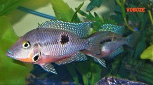 Цихлазома Меека в аквариуме, совместимость, содержание, разведение, кормление.