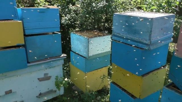 КАК СДЕЛАТЬ полную просушку и ХРАНЕНИЕ пчелиных рамок? СПОСОБЫ защиты от ГРЫЗУНОВ и МОЛИ. смотреть онлайн