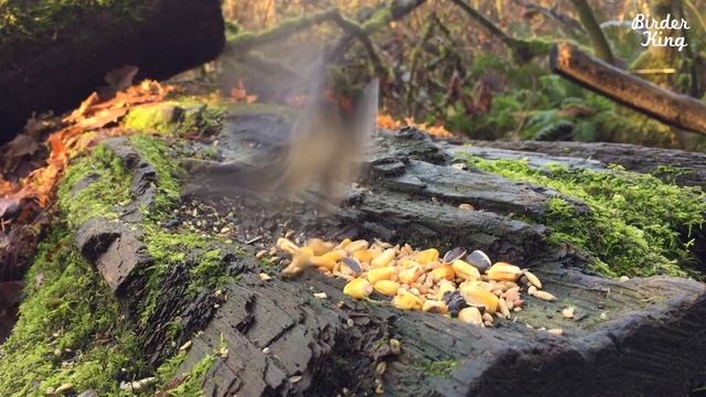 cat videos for cats to watch - Beautiful Birds and Squirrels in Canadian Forest смотреть онлайн