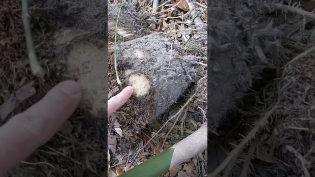 Propagate Bambusa Textilis Gracilis Using Small Culm Division смотреть онлайн