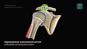 Артрология  Соединения пояса верхней конечности