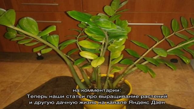 Почему желтеют листья у замиокулькаса — что делать, чтобы вернуть ему декоративный вид смотреть онлайн