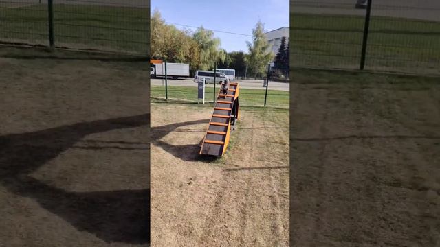 Умная собака грифон. Пти брабансон. Добби. #питомцы #собаки