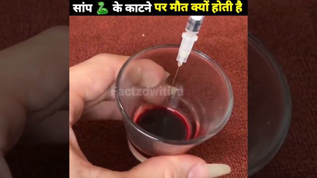 सांप 🐍 के काटने से मौत क्यों होती है l #27 #Factzdwitiya смотреть онлайн