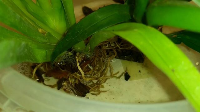 Две орхидеи на восстановление смотреть онлайн