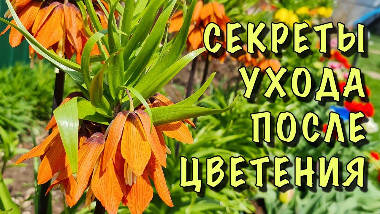 ЛУКОВИЧНЫЕ ОТЦВЕЛИ! Без ПАНИКИ! Сделайте с НИМИ ЭТО ПОСЛЕ ЦВЕТЕНИЯ! смотреть онлайн
