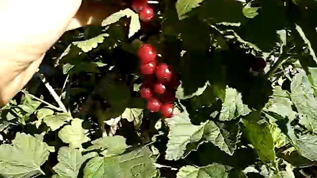 Кировская смотреть онлайн