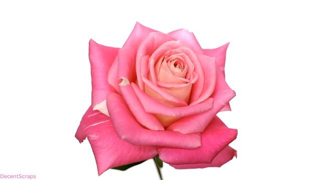 Pink Rose Blooming | time lapse | Amazing Nature смотреть онлайн