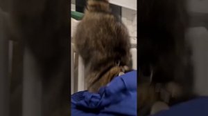 Витька спрыгнул прям в мешок