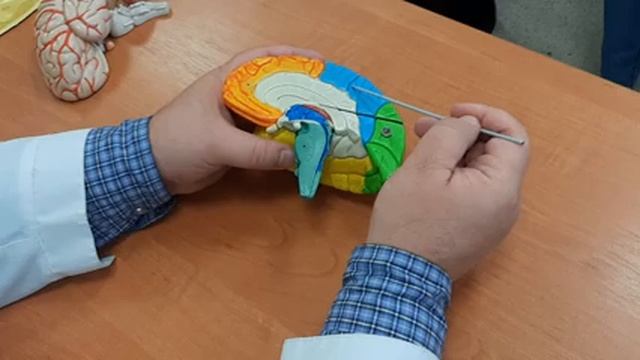 Конечный мозг. Теменная, височная, затылочная доли смотреть онлайн