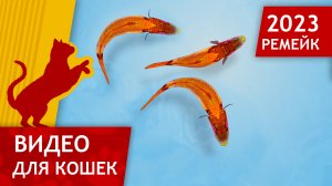 Видео для кошек - Поймай рыбок (Ремейк Хита для кошек)