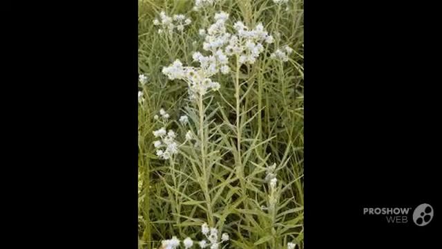 Anaphalis - garden plants смотреть онлайн