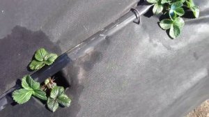 Оброботка земляники бордоской жидкостью.