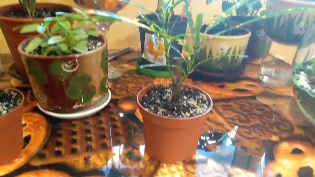 Первоцветы смотреть онлайн