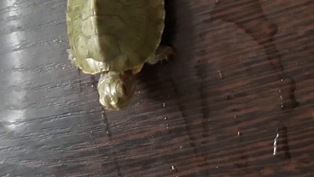 Мая новая черепаха!!!!!!! смотреть онлайн