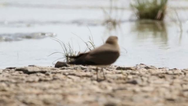 Луговые тиркушки смотреть онлайн