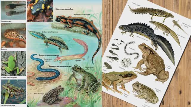 "Класс Земноводные, или Амфибии", Биология 7 класс, Сивоглазов смотреть онлайн