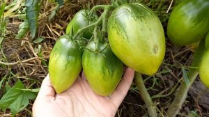 Урожайные сорта томатов. Розовая Стелла.