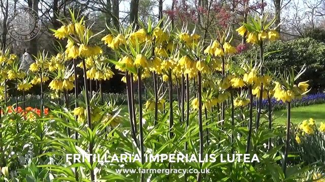 Fritillaria imperialis 'Lutea' (yellow "crown imperial") - FarmerGracy.co.uk смотреть онлайн