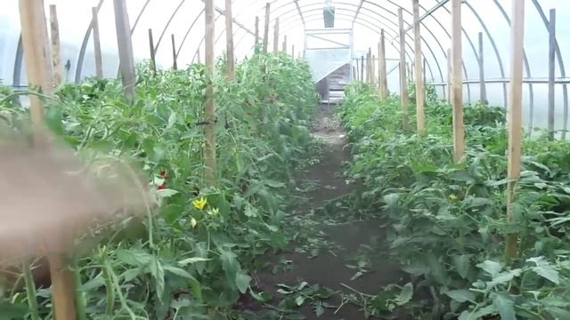 ПОЧЕМУ УВЕЛИЧИВАЮ ПОЛИВ ТОМАТОВ В ТЕПЛИЦЕ? Ольга Чернова. смотреть онлайн