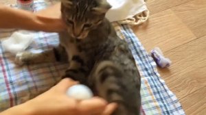 Обработка шва после стерилизации кошки / Processing weld after castration