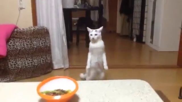 Кошка ходит задом на двух лапах смотреть онлайн