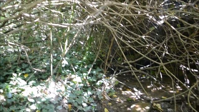 Джунгли Северного Кавказа 3. смотреть онлайн