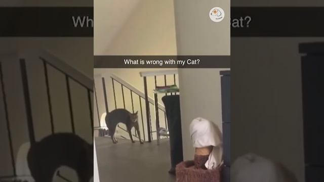 Смешное видео с животными 5. Смех. Приколы. смотреть онлайн