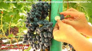 Виноград Юритер, кишмиш первого класса бессемянности, участок Пузенко Натальи Лариасовны