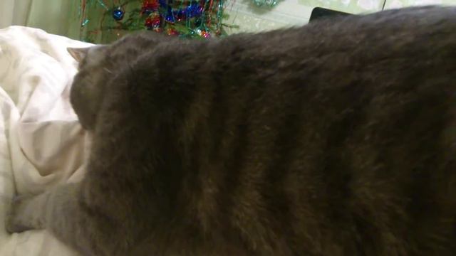 Спасение орущего кота)))