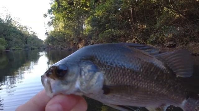 Bass Fishing Orara River, Kayak Fishing, Jackal Mini Pompadour. смотреть онлайн