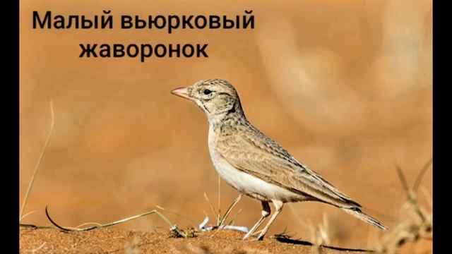 Разновидности жаворонков ? смотреть онлайн