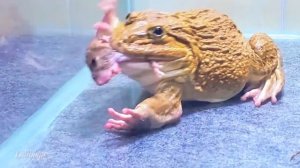 Лягушка бык против мышей