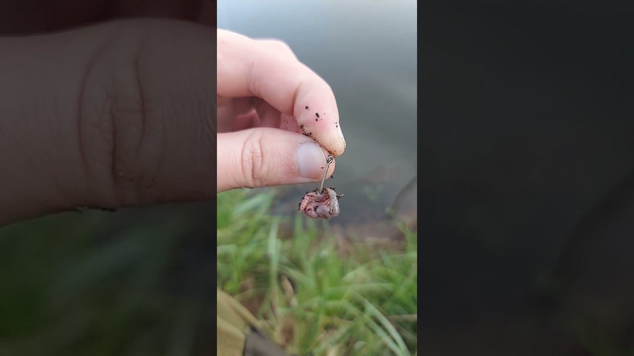 А как вы насаживаете червя? напишите в комментариях смотреть онлайн