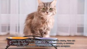 Что делать если кошка или кот ничего не ест?