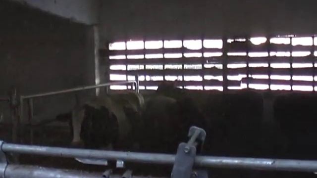 Siloking Duo Avant 16 с выдувателем соломы. смотреть онлайн