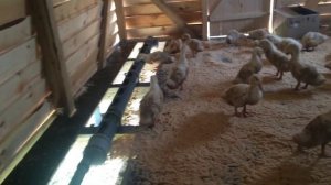 Поилка для уток своими руками