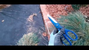 овсяница голубая ( сизая) /стрижка, подготовка к зиме