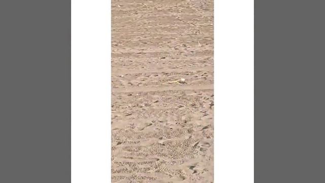 wolfahmd смотреть онлайн