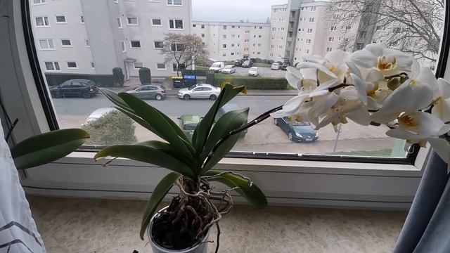 У Природы нет плохой Погоды?! Витаминная Паста для Собак* Мои Орхидеи* Пробую Джусай* смотреть онлайн