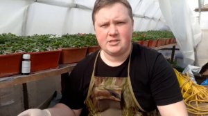 Петуния СУПЕР-ГИГАНТ  в стопочке! ?Я же обещал!?