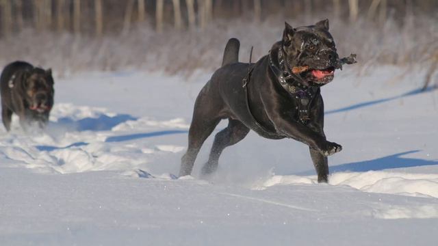 Мой воздух, космос, вселенная- это они, мои серые❤️ Mr Diesel и Mr Donato смотреть онлайн