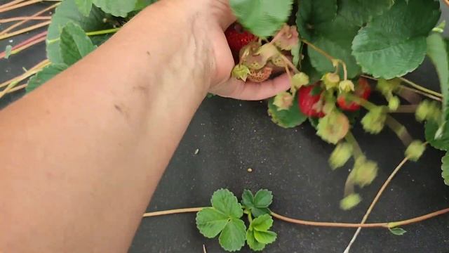 Клубника #Мице Шиндлер - нежная, с малиновым привкусом смотреть онлайн