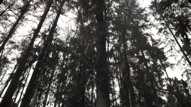 GENWOOD ESTEL смотреть онлайн