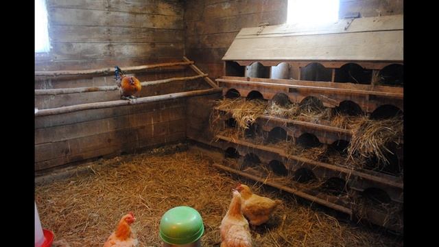 как правильно содержать кур - несушек смотреть онлайн