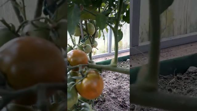 скороспелый сорт томатов Дачник смотреть онлайн