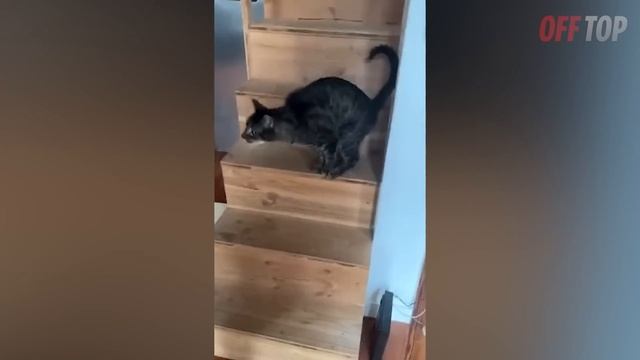 Попробуй НЕ ЗАПЛАКАТЬ! ? Топ 25 Моментов Встречи Животных с Хозяевами После Долгой Разлуки №11 смотреть онлайн